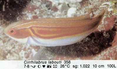 Cirrhilabrus labouti